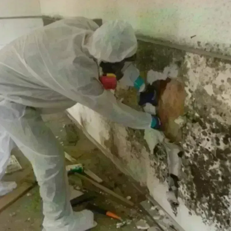 Mold Remediation and Removal in Ranchettes, WY